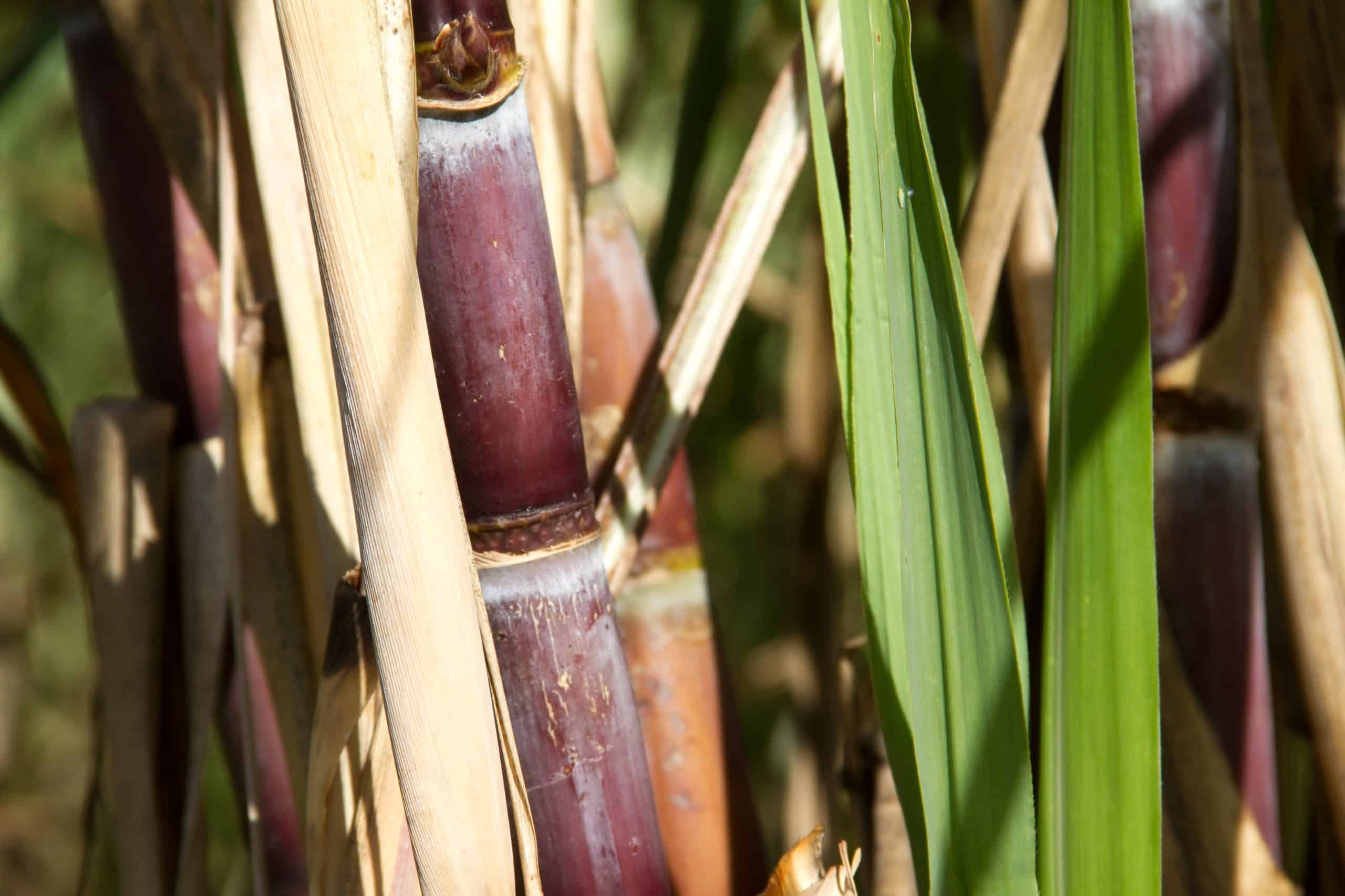 Nyhøstede Sukkerrør til produktionen