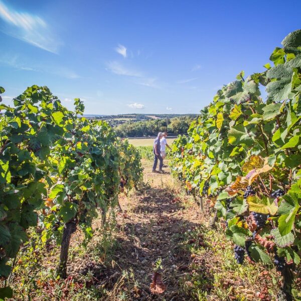 Domaine Champvallon - Bourgogne Pinot Noir