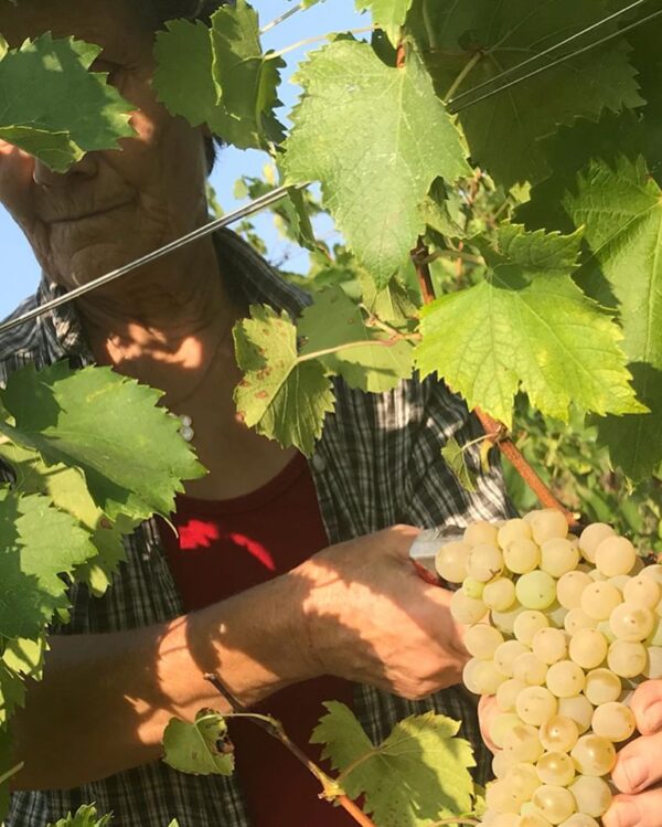 Le Berne - Vino Nobile Di Montepulciano DOCG
